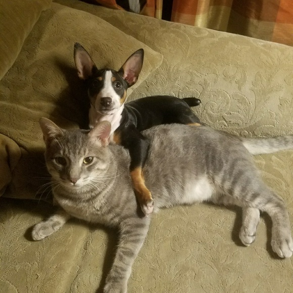 🐶🐱FOLLOW GAME!!!#2🐱🐶 - Picture 4 of 4